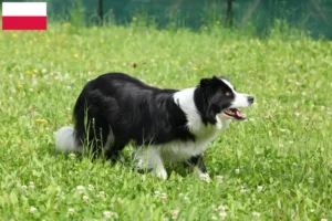 Lire la suite à propos de l’article Éleveurs de Border Collie et chiots en Pologne