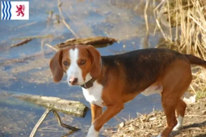 Lire la suite à propos de l’article Éleveurs de braques allemands et chiots en Nouvelle-Aquitaine