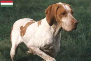 Lire la suite à propos de l’article Braque de l’Ariège Éleveurs et chiots en Hongrie