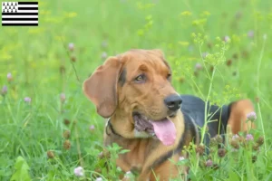 Lire la suite à propos de l’article Éleveurs de braques polonais et chiots en Bretagne