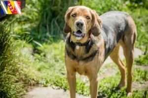 Lire la suite à propos de l’article Éleveurs de braques polonais et chiots en Grand Est