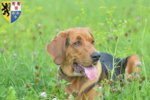 Lire la suite à propos de l’article Éleveurs de braques polonais et chiots en Hauts-de-France