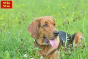 Lire la suite à propos de l’article Éleveurs de braques polonais et chiots en Normandie