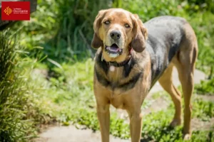 Lire la suite à propos de l’article Éleveurs de braques polonais et chiots en Occitanie