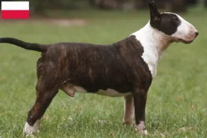 Lire la suite à propos de l’article Éleveurs de Bull Terriers et chiots en Pologne