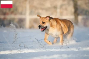 Lire la suite à propos de l’article Ca de Bou Éleveurs et chiots en Pologne