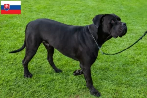 Lire la suite à propos de l’article Cane Corso Italiano éleveurs et chiots en Slovaquie