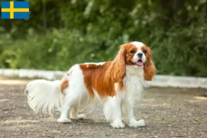 Lire la suite à propos de l’article Éleveurs de Cavalier King Charles Spaniel et chiots en Suède