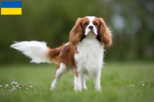 Lire la suite à propos de l’article Cavalier King Charles Spaniel éleveurs et chiots en Ukraine