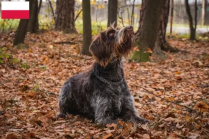 Lire la suite à propos de l’article Český fousek éleveurs et chiots en Pologne