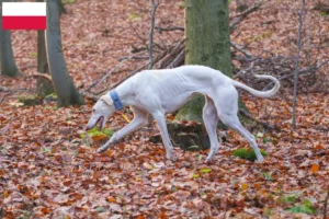 Lire la suite à propos de l’article Chart Polski Éleveurs et chiots en Pologne