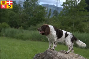 Lire la suite à propos de l’article Éleveurs de chiens de garde allemands et chiots en Auvergne-Rhône-Alpes