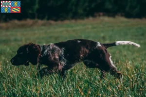 Lire la suite à propos de l’article Éleveurs de chiens de garde allemands et chiots en Bourgogne-Franche-Comté