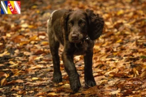 Lire la suite à propos de l’article Éleveurs de chiens de garde allemands et chiots en Grand Est