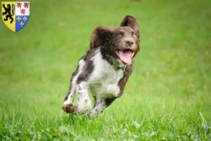 Lire la suite à propos de l’article Éleveurs de chiens de garde allemands et chiots en Hauts-de-France