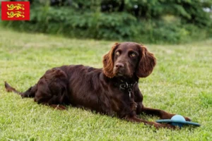 Lire la suite à propos de l’article Éleveurs de chiens de garde allemands et chiots en Normandie