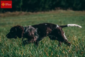 Lire la suite à propos de l’article Éleveurs de chiens de garde allemands et chiots en Occitanie