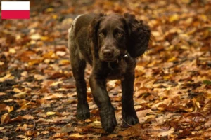 Lire la suite à propos de l’article Éleveurs de chiens de garde allemands et chiots en Pologne