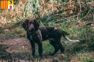 Lire la suite à propos de l’article Éleveurs de chiens de garde allemands et chiots en Provence-Alpes-Côte d’Azur