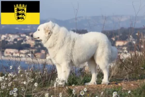 Lire la suite à propos de l’article Chien de Montagne des Pyrénées éleveurs et chiots dans le Bade-Wurtemberg