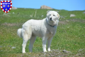 Lire la suite à propos de l’article Éleveurs de chiens de montagne des Pyrénées et chiots en Centre-Val de Loire