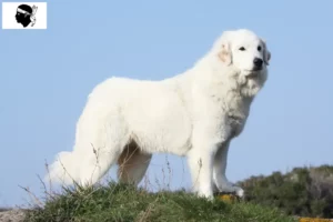 Lire la suite à propos de l’article Chien de montagne des Pyrénées éleveurs et chiots en Corse