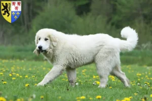 Lire la suite à propos de l’article Chien de Montagne des Pyrénées éleveurs et chiots en Hauts-de-France