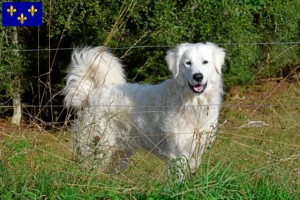 Lire la suite à propos de l’article Chien de Montagne des Pyrénées éleveurs et chiots en Île-de-France