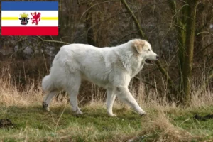 Lire la suite à propos de l’article Chien de montagne des Pyrénées éleveurs et chiots dans le Mecklembourg-Poméranie occidentale