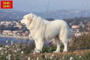 Lire la suite à propos de l’article Éleveurs de chiens de montagne des Pyrénées et chiots en Normandie