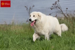 Lire la suite à propos de l’article Chien de Montagne des Pyrénées éleveurs et chiots en Occitanie