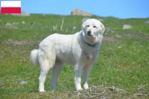 Lire la suite à propos de l’article Chien de Montagne des Pyrénées éleveurs et chiots en Pologne