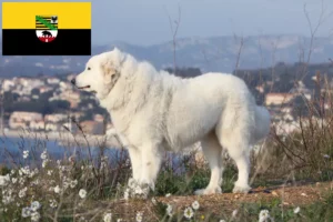 Lire la suite à propos de l’article Chien de Montagne des Pyrénées éleveurs et chiots en Saxe-Anhalt