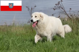 Lire la suite à propos de l’article Chien de Montagne des Pyrénées éleveurs et chiots en Thuringe