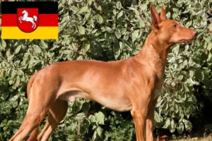 Lire la suite à propos de l’article Chien de pharaon Éleveurs et chiots en Basse-Saxe