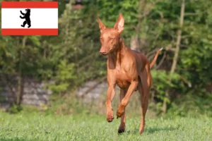 Lire la suite à propos de l’article Eleveurs de chiens pharaons et chiots à Berlin