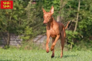 Lire la suite à propos de l’article Éleveurs de chiens pharaons et chiots en Normandie