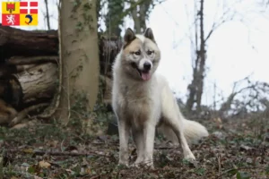 Lire la suite à propos de l’article Éleveurs de chiens du Groenland et chiots en Auvergne-Rhône-Alpes