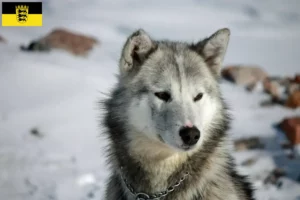 Lire la suite à propos de l’article Éleveurs de chiens du Groenland et chiots en Baden-Württemberg