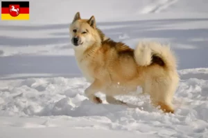 Lire la suite à propos de l’article Éleveurs de chiens du Groenland et chiots en Basse-Saxe