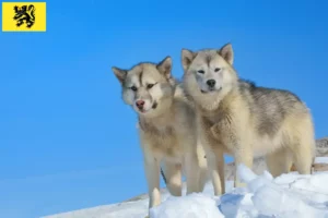 Lire la suite à propos de l’article Éleveurs de chiens du Groenland et chiots en Flandre