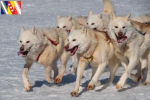 Lire la suite à propos de l’article Éleveurs de chiens du Groenland et chiots en Grand Est