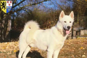 Lire la suite à propos de l’article Éleveurs de chiens du Groenland et chiots en Hauts-de-France