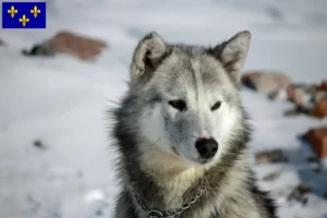 Lire la suite à propos de l’article Éleveurs de chiens du Groenland et chiots en Île-de-France