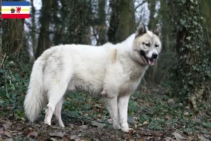 Lire la suite à propos de l’article Éleveurs de chiens du Groenland et chiots dans le Mecklembourg-Poméranie occidentale