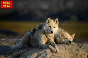 Lire la suite à propos de l’article Éleveurs de chiens du Groenland et chiots en Normandie