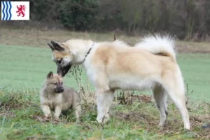 Lire la suite à propos de l’article Éleveurs de chiens du Groenland et chiots en Nouvelle-Aquitaine