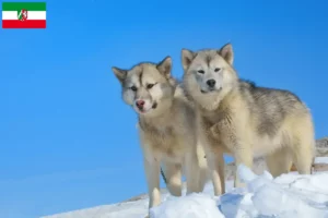 Lire la suite à propos de l’article Éleveurs de chiens du Groenland et chiots en Rhénanie-du-Nord-Westphalie