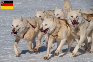 Lire la suite à propos de l’article Éleveurs de chiens du Groenland et chiots en Rhénanie-Palatinat