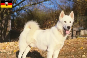 Lire la suite à propos de l’article Éleveurs de chiens du Groenland et chiots en Sarre